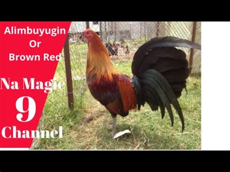 alimbuyugin vs mayahin|Alimbuyugin or Brown Red Bloodline na Manok .